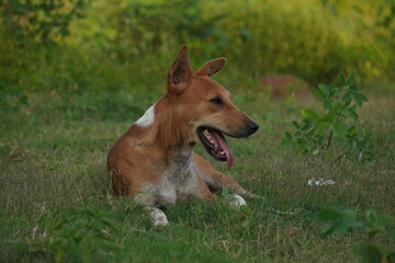 Discover the Indian Native Dog, a loyal, intelligent, hardy breed known for natural hunting instincts and excellent companionship