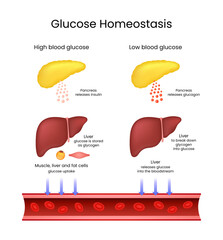 Glucose Homeostasis Regulation of Blood Sugar Levels