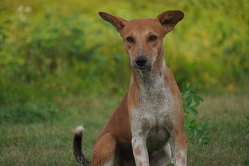 Discover the Indian Native Dog, a loyal, intelligent, hardy breed known for natural hunting...