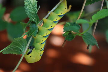 Greater Death's Dead Hawk-moth caterpillar on a Lantana plant. Acherontia atropos caterpillar eating a plant 