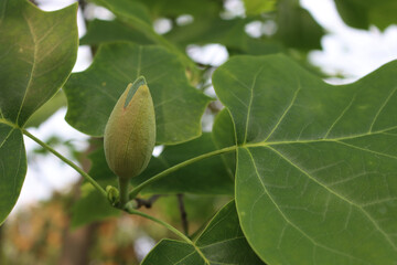Close-up of Liriodendron tulipifera tree with green blossom on branch, also called tulip tree on springtime