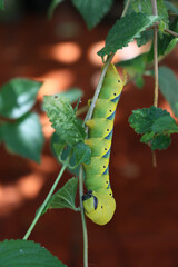 Naklejka premium Greater Death's Dead Hawk-moth caterpillar on a Lantana plant. Acherontia atropos caterpillar eating a plant 