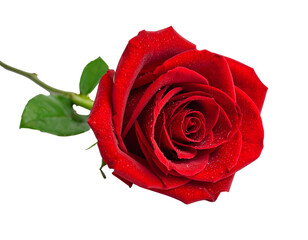 Single Red Rose with Dew Drops – Isolated on White Background