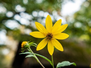 yellow daisy flower