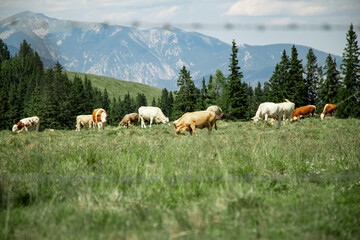 Fototapeta premium A scenic mountain pasture in the Alps, where cows peacefully graze on lush green grass. In the background, majestic Alpine peaks rise against the sky, creating a dramatic and tranquil natural setting.
