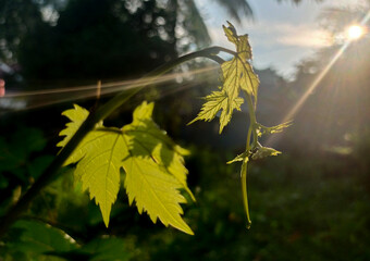 Young grape leaves and a tendril on a grapevine with sun flares emanate from the upper right,...