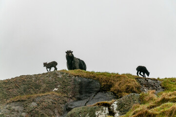 Top view, green hills at Danish Faroe Islands 2022