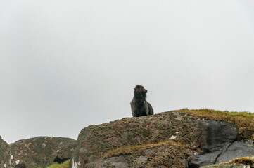 Top view, green hills at Danish Faroe Islands 2022