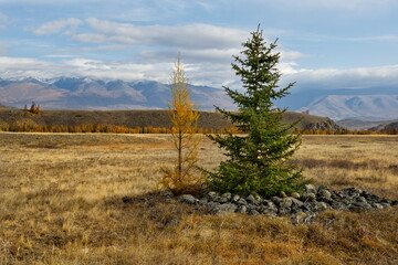 Russia. The South of Western Siberia, the Altai Mountains. Deserted autumn steppes along the North Chui mountain range with lonely trees near the village of Kurai on the Chui tract.