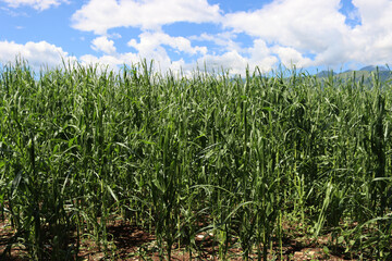 Green Corn field damaged by hailstorm on summer. Storm on corn field 
