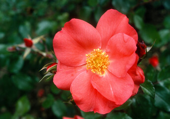 Rose 'Karine Sauvageot Madrid'