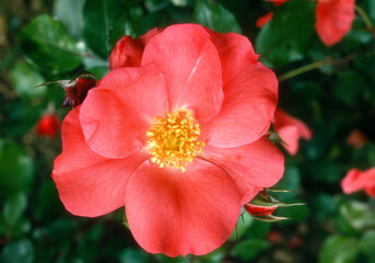 Rose 'Karine Sauvageot Madrid'