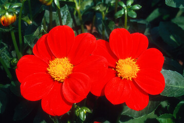 Dahlia mignon 'Mosqu&eacute;e'