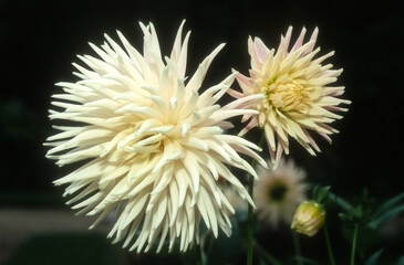 Dahlia 'Mary Cassai'
