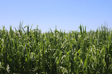 Green Corn field damaged by hailstorm on summer. Storm on corn field 