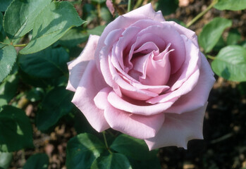 Rose 'Sissi'