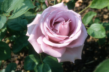 Rose 'Sissi'