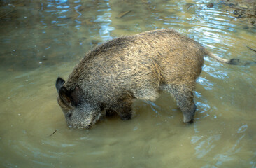 Sanglier, bauge, Sus scrofa