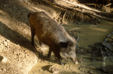 Sanglier, bauge, Sus scrofa