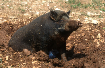 Sanglier, bauge, Sus scrofa