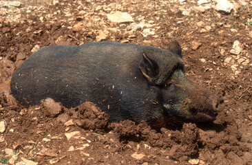 Sanglier, bauge, Sus scrofa