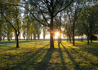 sunlight filtering through trees at sunset in a peaceful green park with long shadows on the grass. The natural light creates a tranquil and serene atmosphere. Nature, and sustainability concept.
