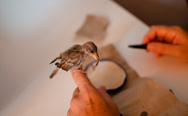 A Caucasian woman's hand feeding worms to a baby sparrow that has fallen from its nest.