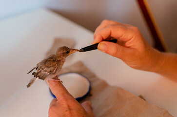 A Caucasian woman's hand feeding worms to a baby sparrow that has fallen from its nest.