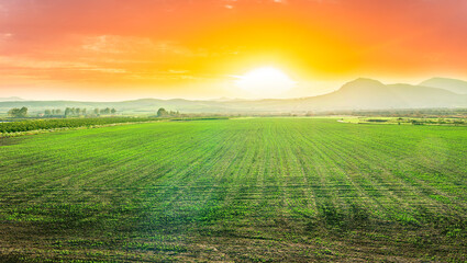 agricultural landscape of spring green field with vegetable growth in sunset beautiful valley and scenic mountain sunset above