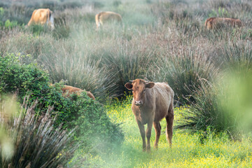 Brown cow grazing freely in a wild natural pasture surrounded by bushes and wildflowers. The scene represents ethical farming and animal welfare. Sustainable agriculture and welfare animal concept.