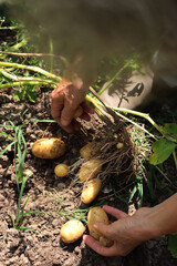 Freshly dug yellow-skinned  Linda potatoes harvested in the field on summer