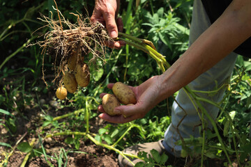 Freshly dug yellow-skinned  Linda potatoes harvested in the field on summer