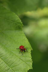 Close-up of Lilioceris lilii insect on a green hazel leaf. Red lilies beetle 