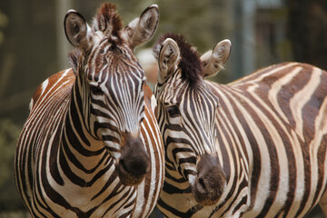 Fototapeta premium Zebras in zoo - Portrait - Closeup - Animal -Outdoor - Wild - Wildlife - Horse - Stripes - Striped - close up