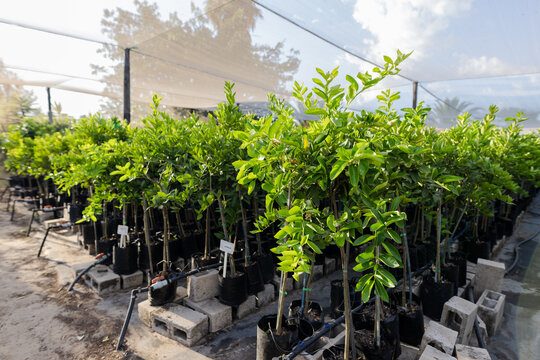 Potted saplings in grow bags standing on cinder blocks under shade cloth, receiving drip irrigation