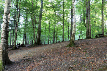 Yedigoller  national park Bolu. Forest background.