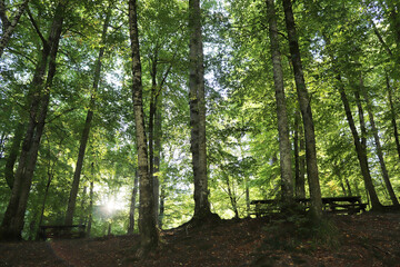 Yedigoller  national park Bolu. Forest background.