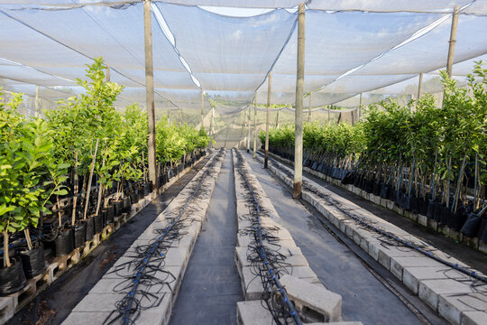 Saplings in black bags are growing along nursery aisle under shade cloth with drip irrigation hoses