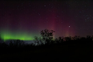 trees with vibrant aurora