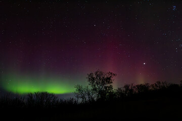 trees with vibrant aurora