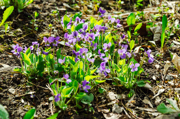 Vibrant Violets Blooming in a Spring Garden Scene