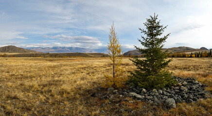 Russia. The South of Western Siberia, the Altai Mountains. Deserted autumn steppes along the North Chui mountain range with lonely trees near the village of Kurai on the Chui tract.