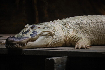 An albino alligator basking