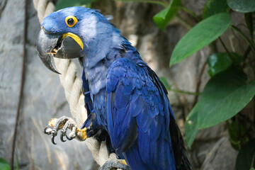 blue and yellow macaw