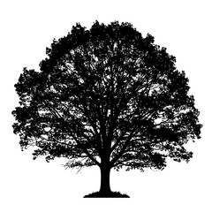 Fototapeta premium A silhouette of a large tree with dense foliage against a white background