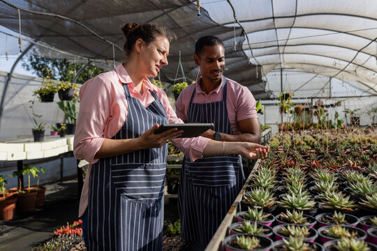 Diverse coworkers wearing striped aprons examining succulents and consulting tablet at greenhouse
