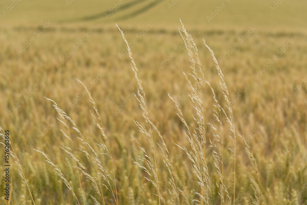 Poster a field of tall grass with a few weeds in it