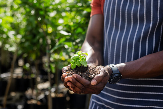 African American man wearing gardening apron and wristwatch holding green seedling in nursery