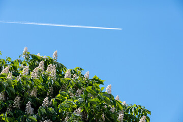 A tree with white flowers and a blue sky