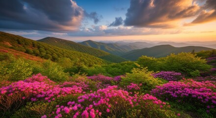 Vibrant Mountain Landscape with Blooming Wildflowers at Sunrise